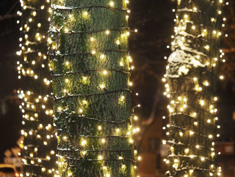 commercial lights on tree